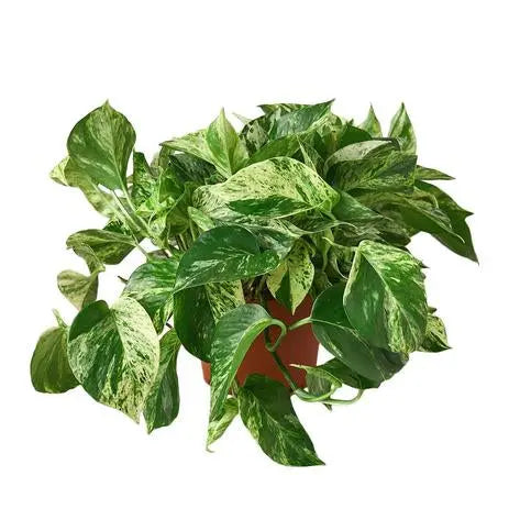 Pothos 'Marble Queen' HouseplantExperience.com