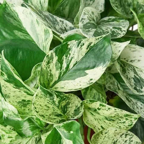 Pothos 'Marble Queen' HouseplantExperience.com