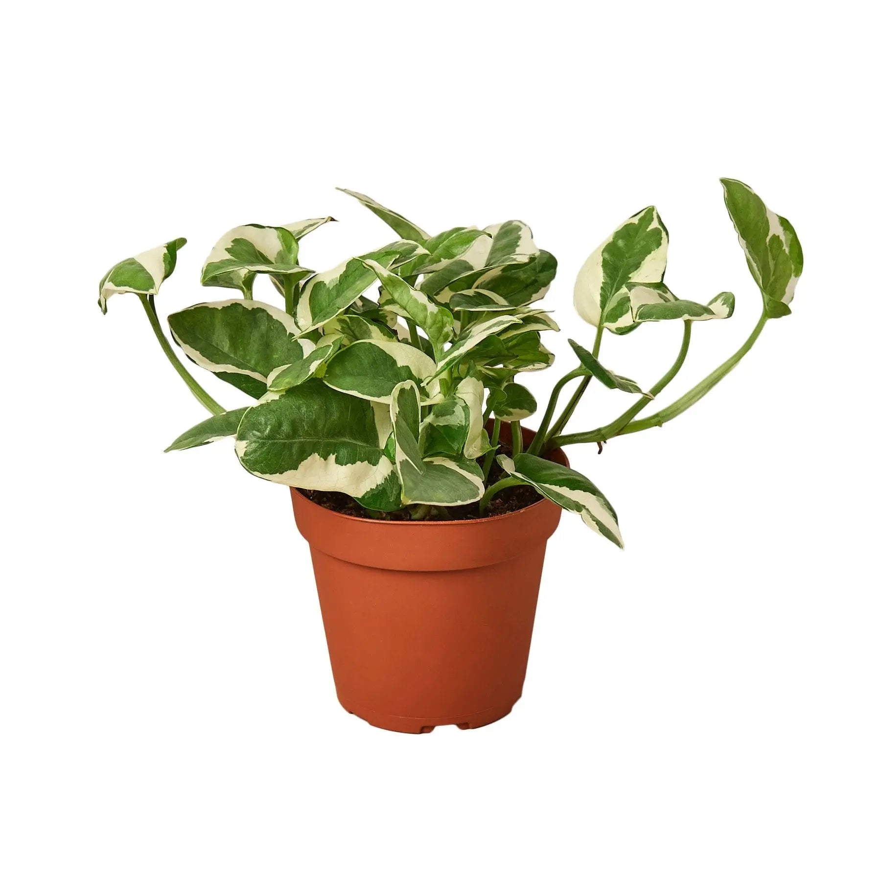 Pothos N'joy Pothos N'joy HouseplantExperience.com