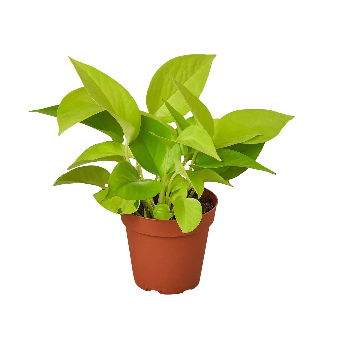 Pothos Neon Pothos Neon HouseplantExperience.com