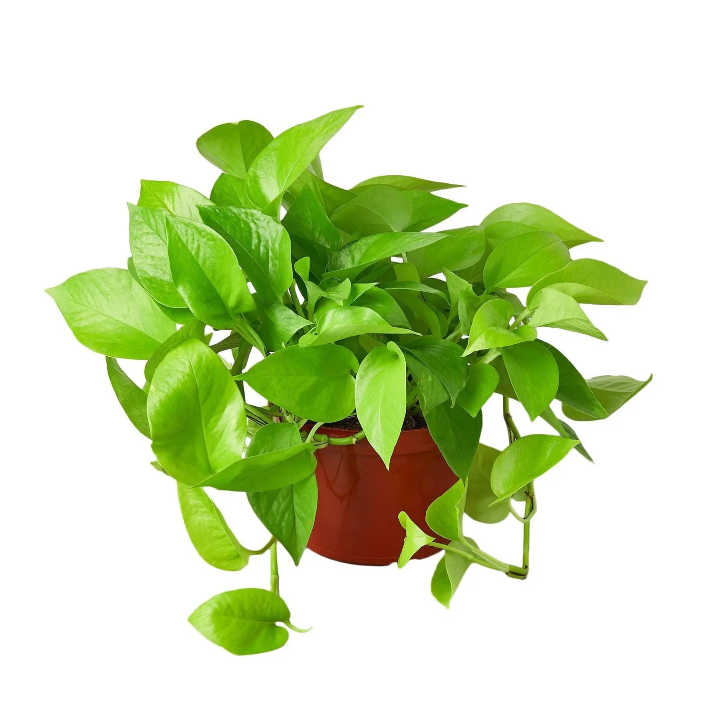 Pothos Neon Pothos Neon HouseplantExperience.com