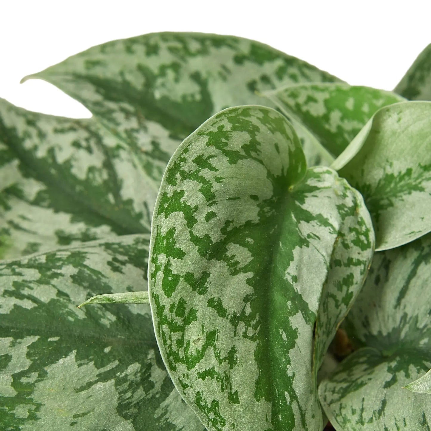 Pothos 'Silver Splash' Pothos 'Silver Splash' Scindapsus Pictus 'Exotica' HouseplantExperience.com