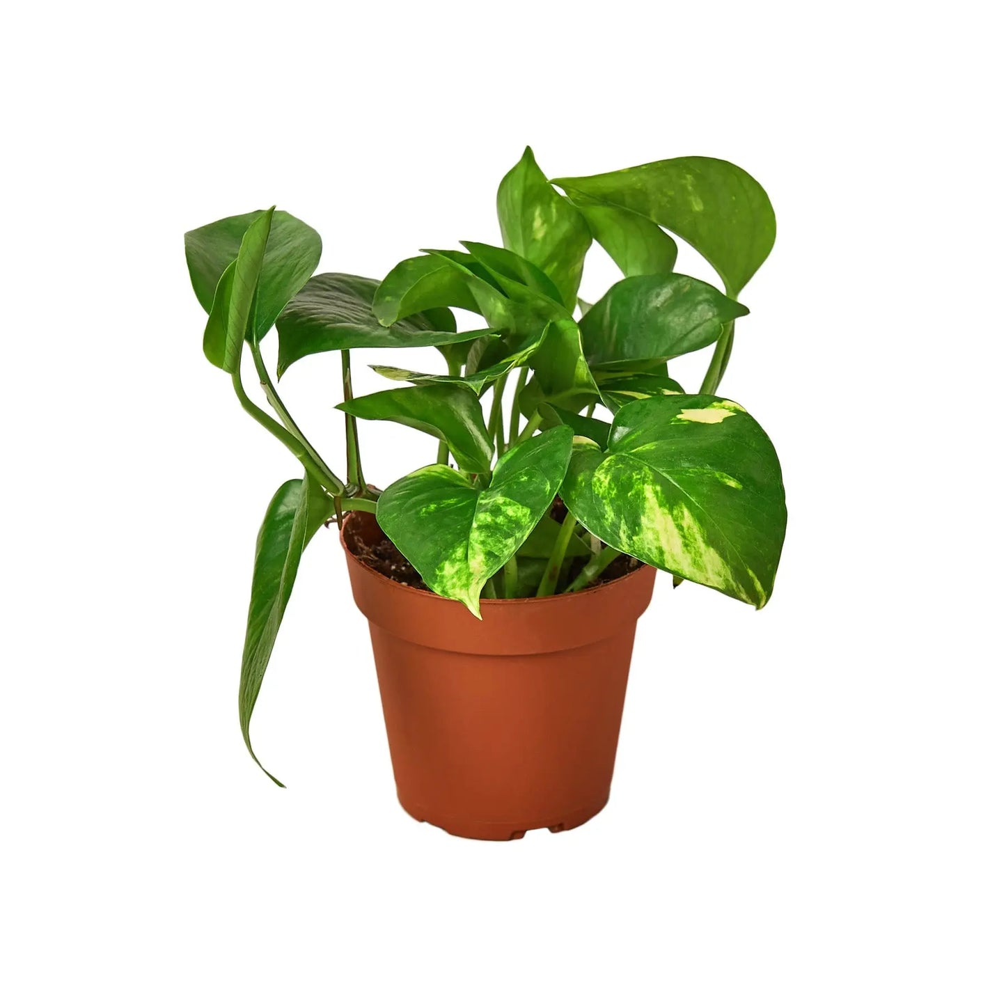 Pothos Combo Pothos Combo (2-Plants) HouseplantExperience.com
