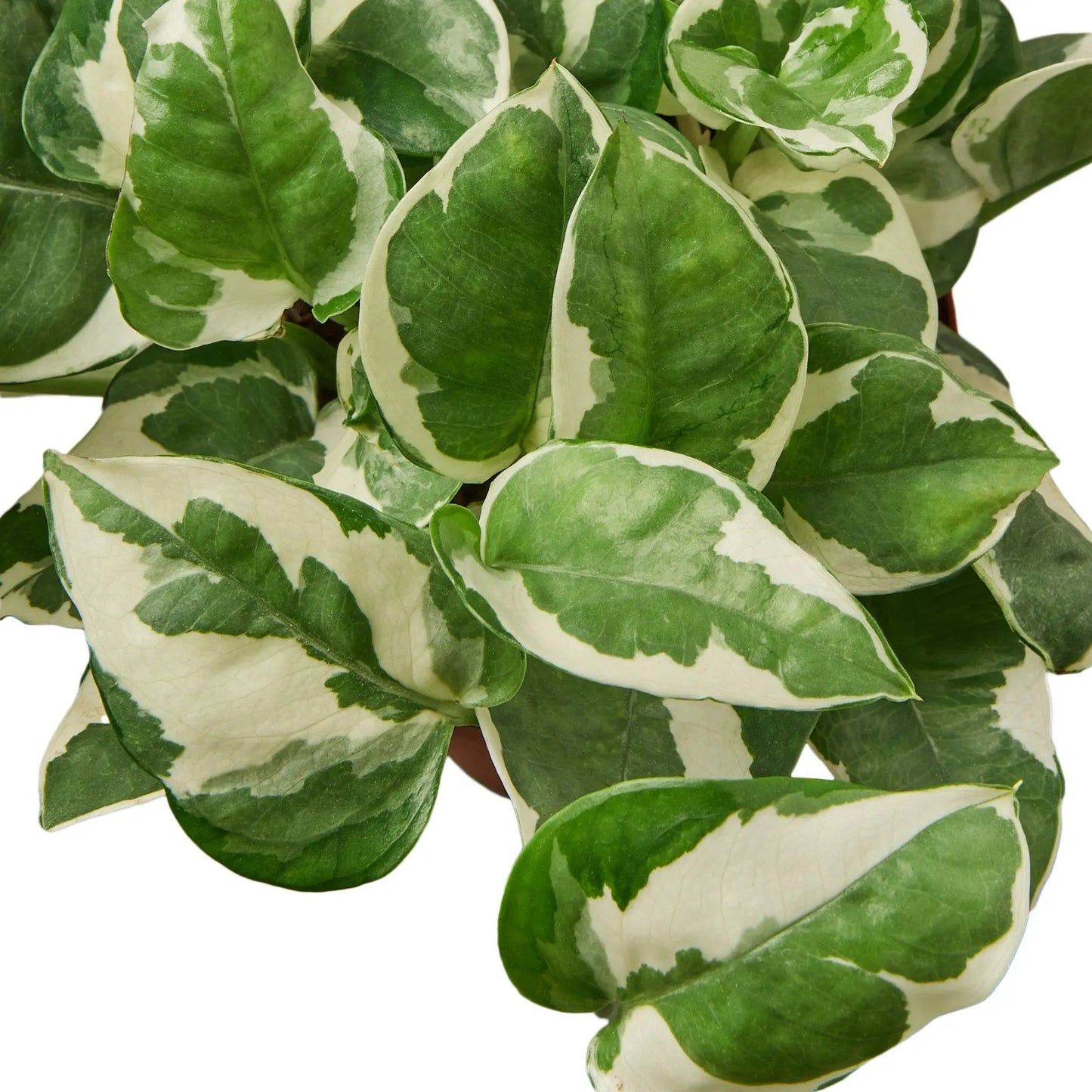 Pothos Combo Pothos Combo (2-Plants) HouseplantExperience.com