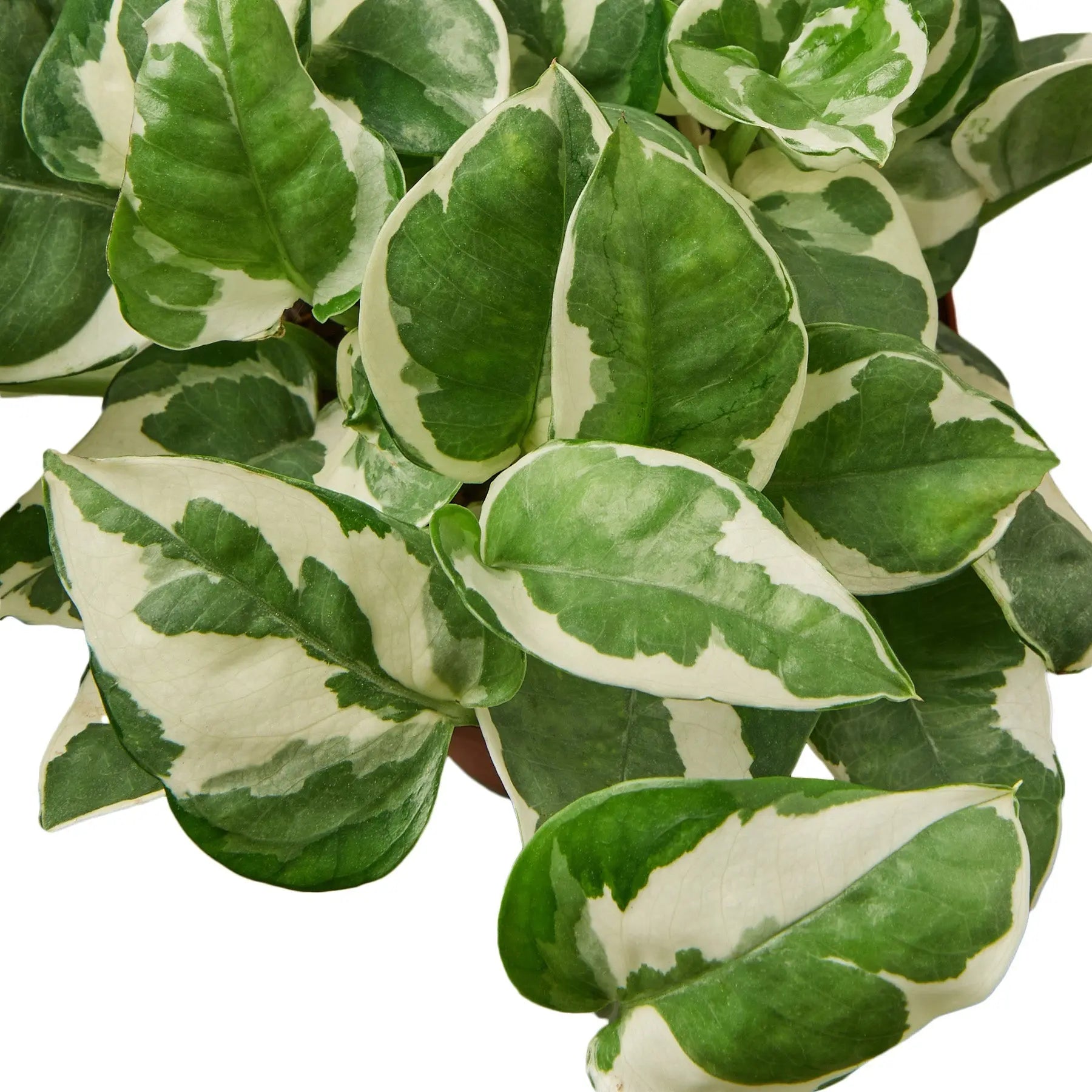 Pothos Combo Pothos Combo (2-Plants) HouseplantExperience.com