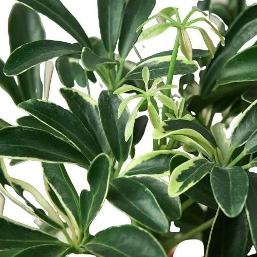 Schefflera Moondrop 'Umbrella Plant' HouseplantExperience.com