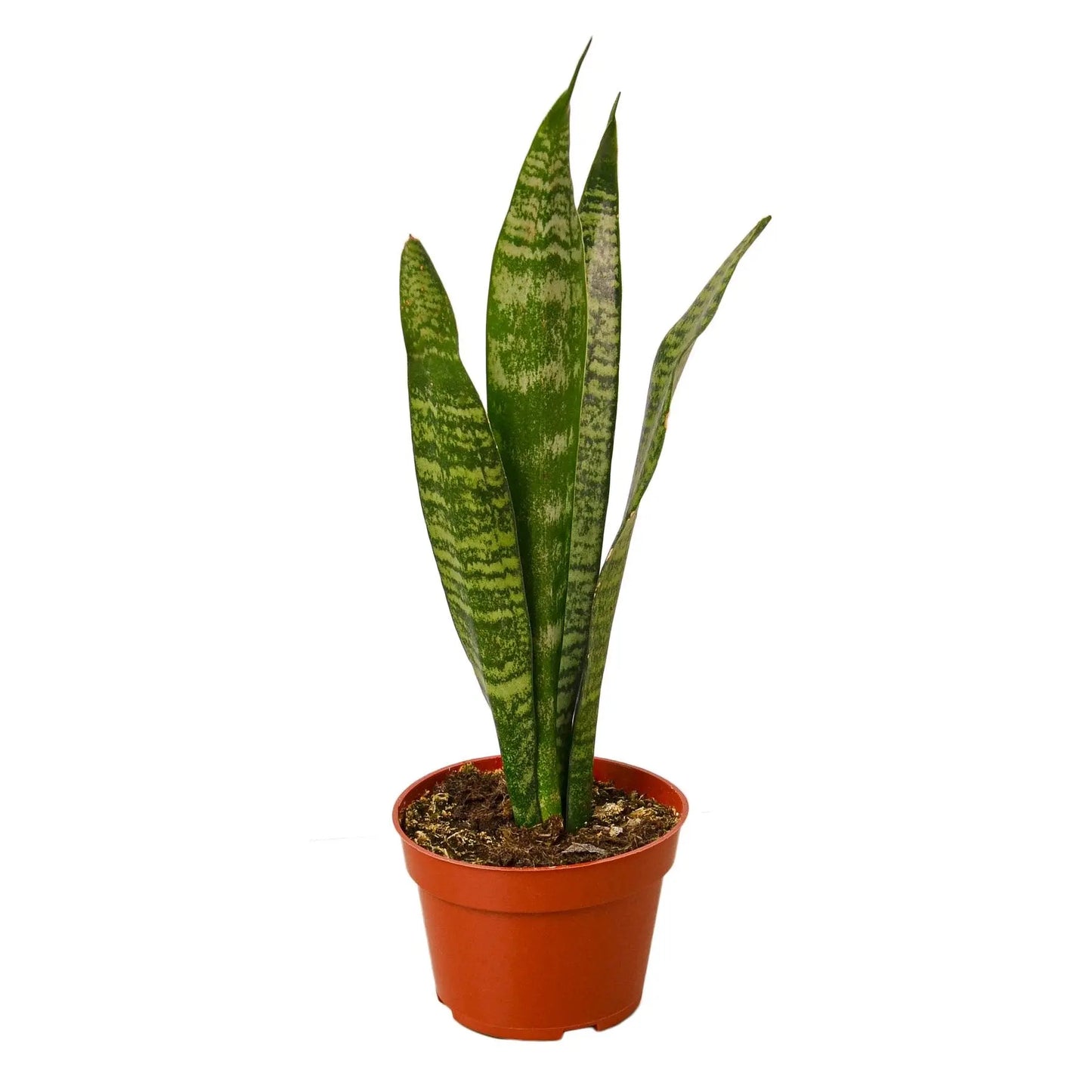 Snake Plant 'Zeylanica' HouseplantExperience.com