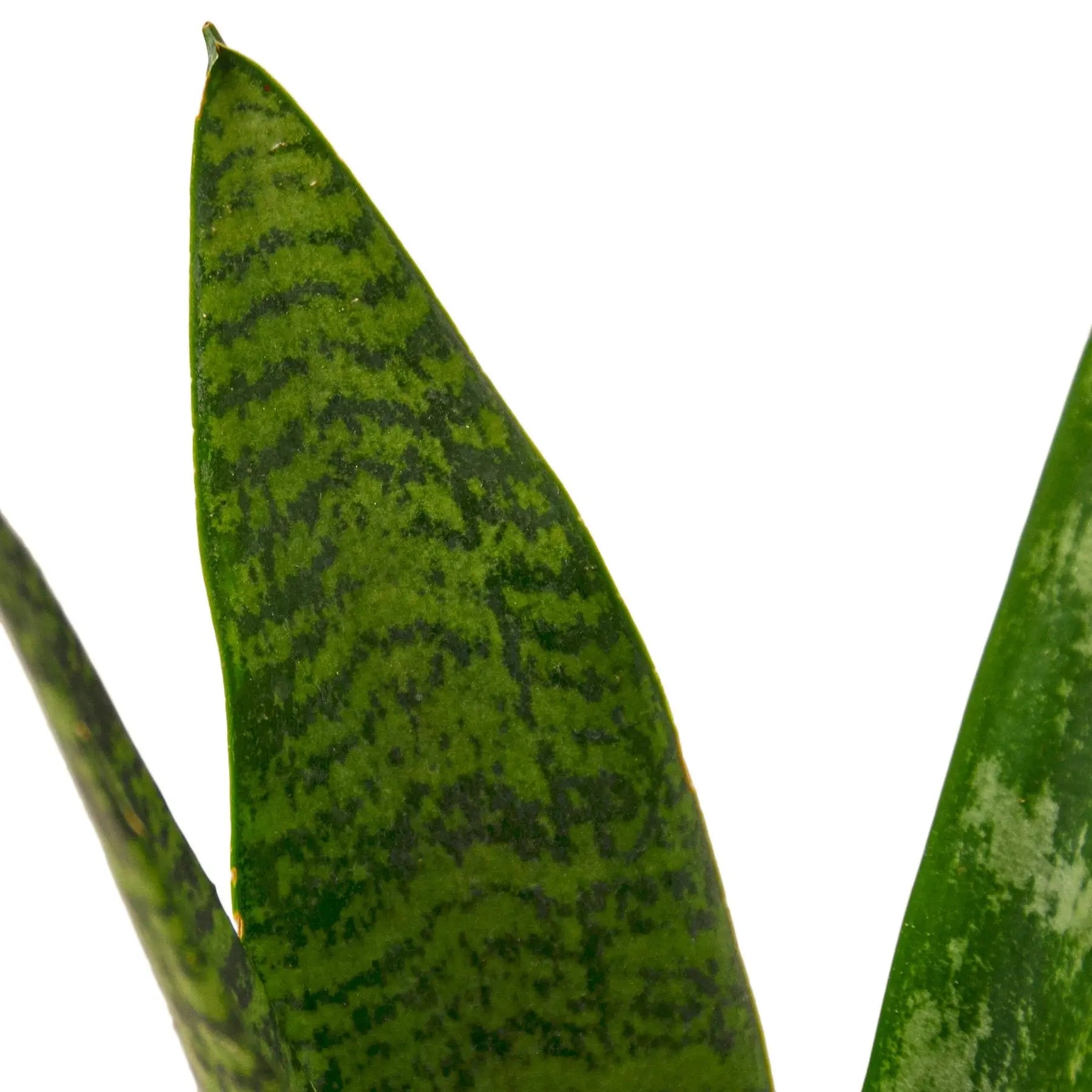 Snake Plant 'Zeylanica' HouseplantExperience.com
