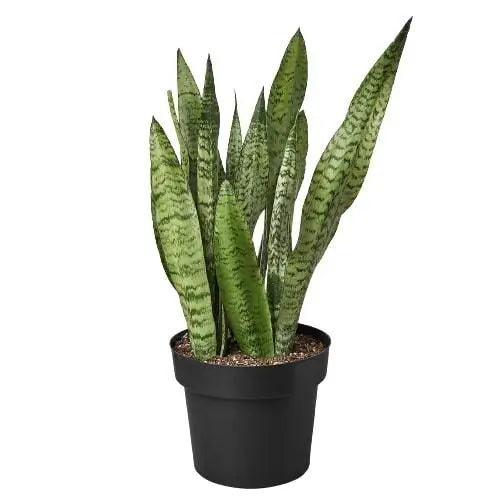 Snake Plant 'Zeylanica' HouseplantExperience.com