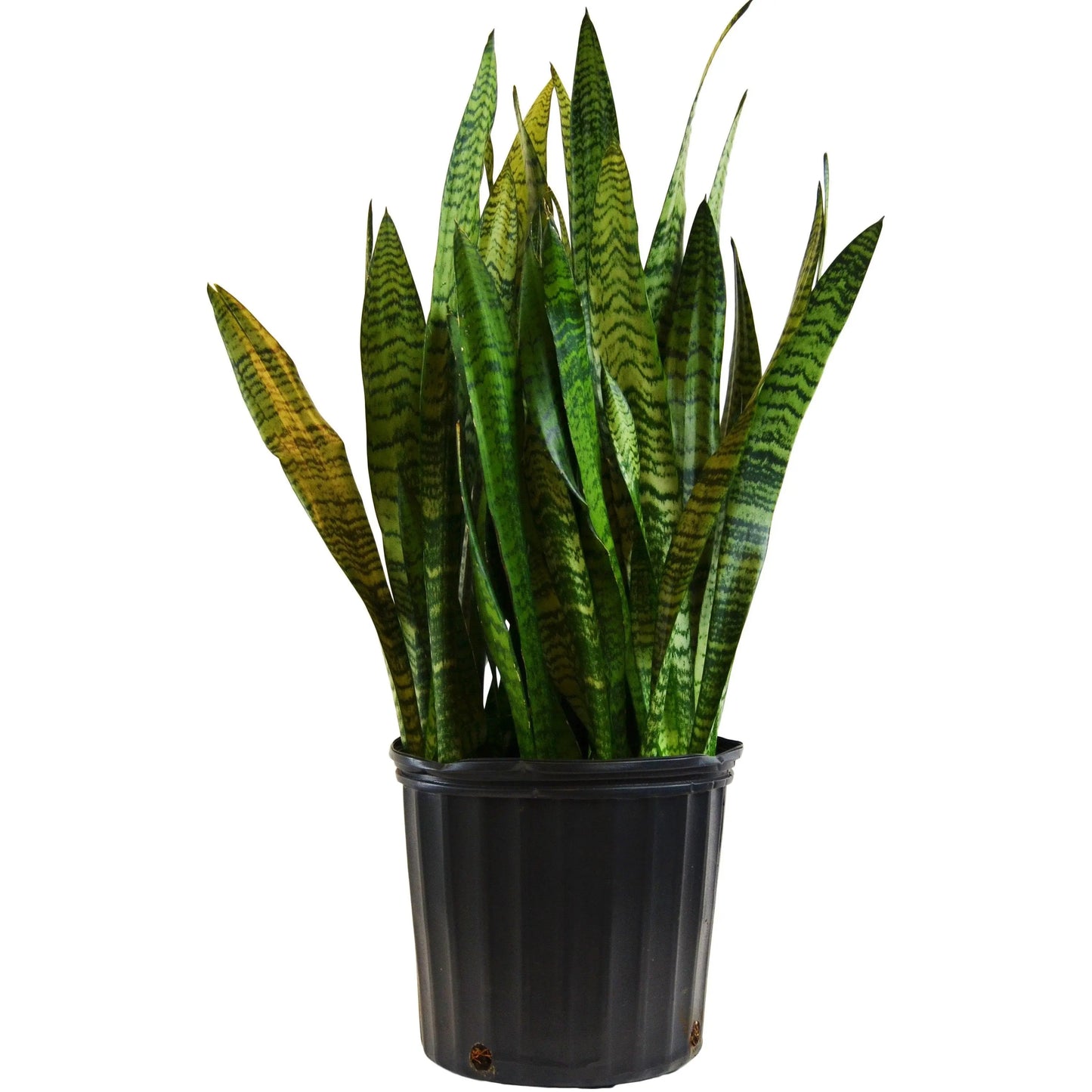 Snake Plant 'Zeylanica' (Sansevieria) - (10" Pot) HouseplantExperience.com