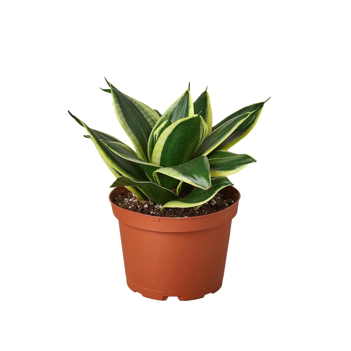 Snake Plant Black Gold HouseplantExperience.com