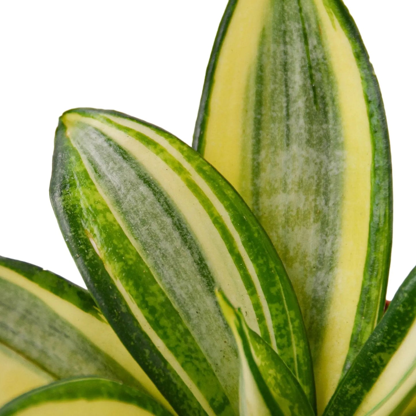 Snake Plant Gold Star (Hahnii') HouseplantExperience.com