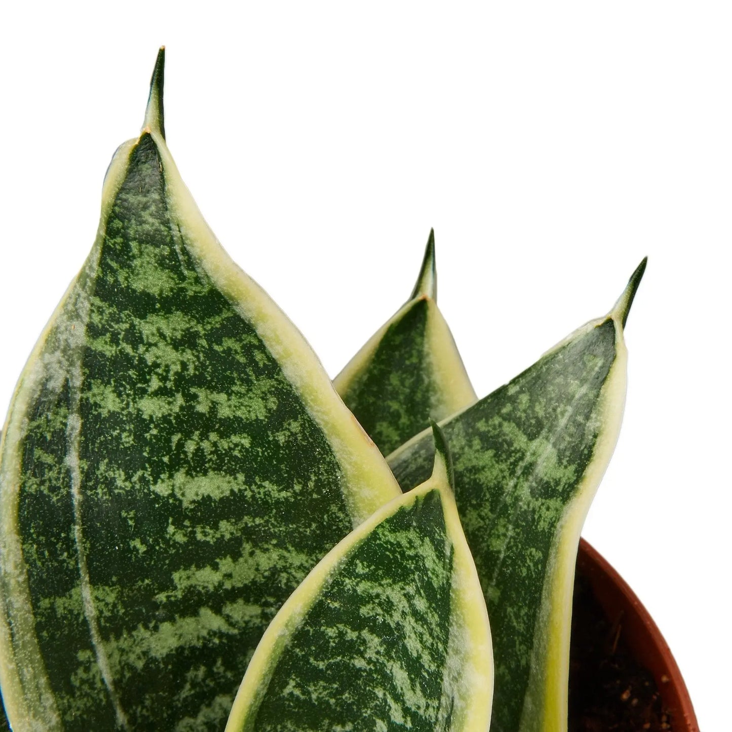 Snake Plant Laurentii Dwarf Snake Plant Laurentii Dwarf HouseplantExperience.com