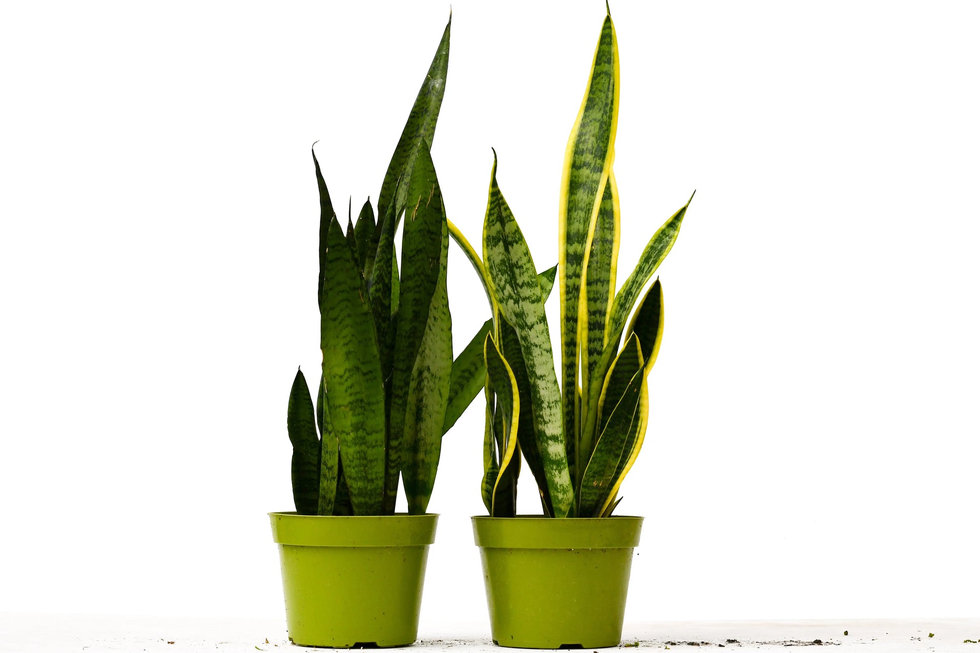 Snake Plant Sansevieria Combo Snake Plant Sansevieria Combo (2-Plants) HouseplantExperience.com