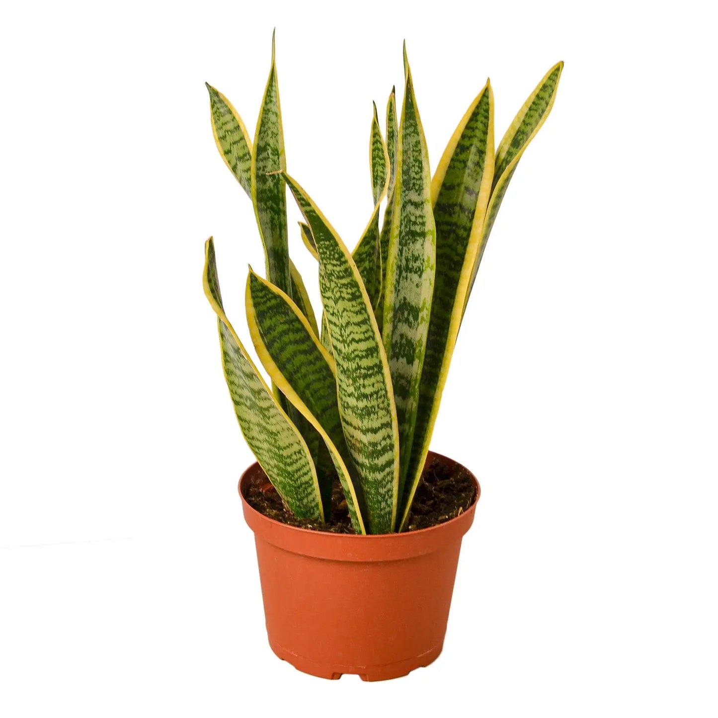 Snake Plant Sansevieria Combo Snake Plant Sansevieria Combo (2-Plants) HouseplantExperience.com