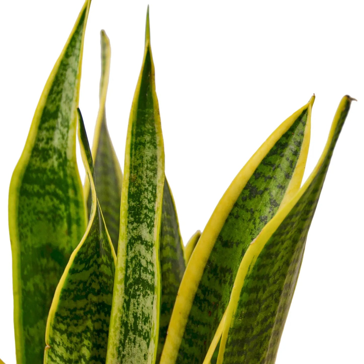 Snake Plant Sansevieria Combo Snake Plant Sansevieria Combo (2-Plants) HouseplantExperience.com