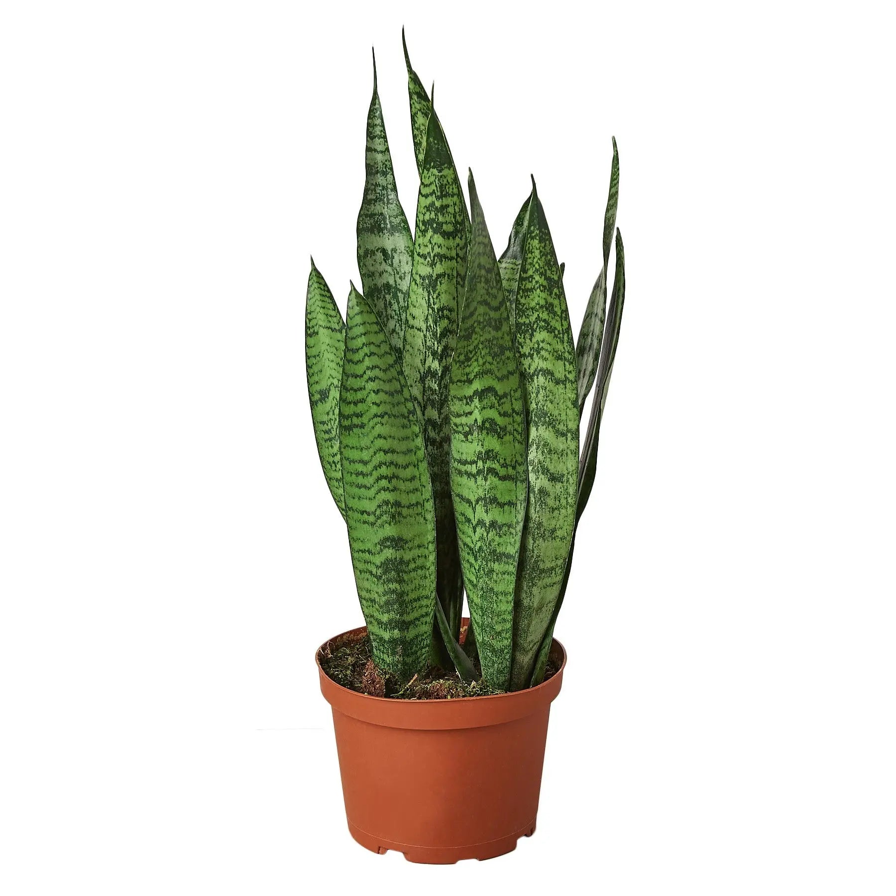 Snake Plant Sansevieria Combo Snake Plant Sansevieria Combo (2-Plants) HouseplantExperience.com