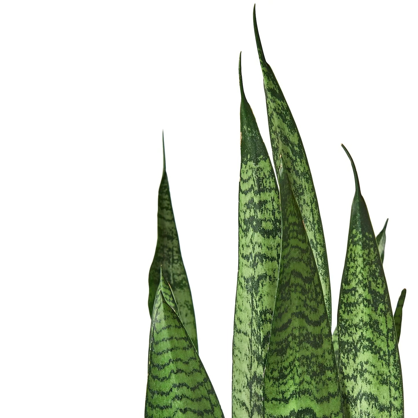 Snake Plant Sansevieria Combo Snake Plant Sansevieria Combo (2-Plants) HouseplantExperience.com