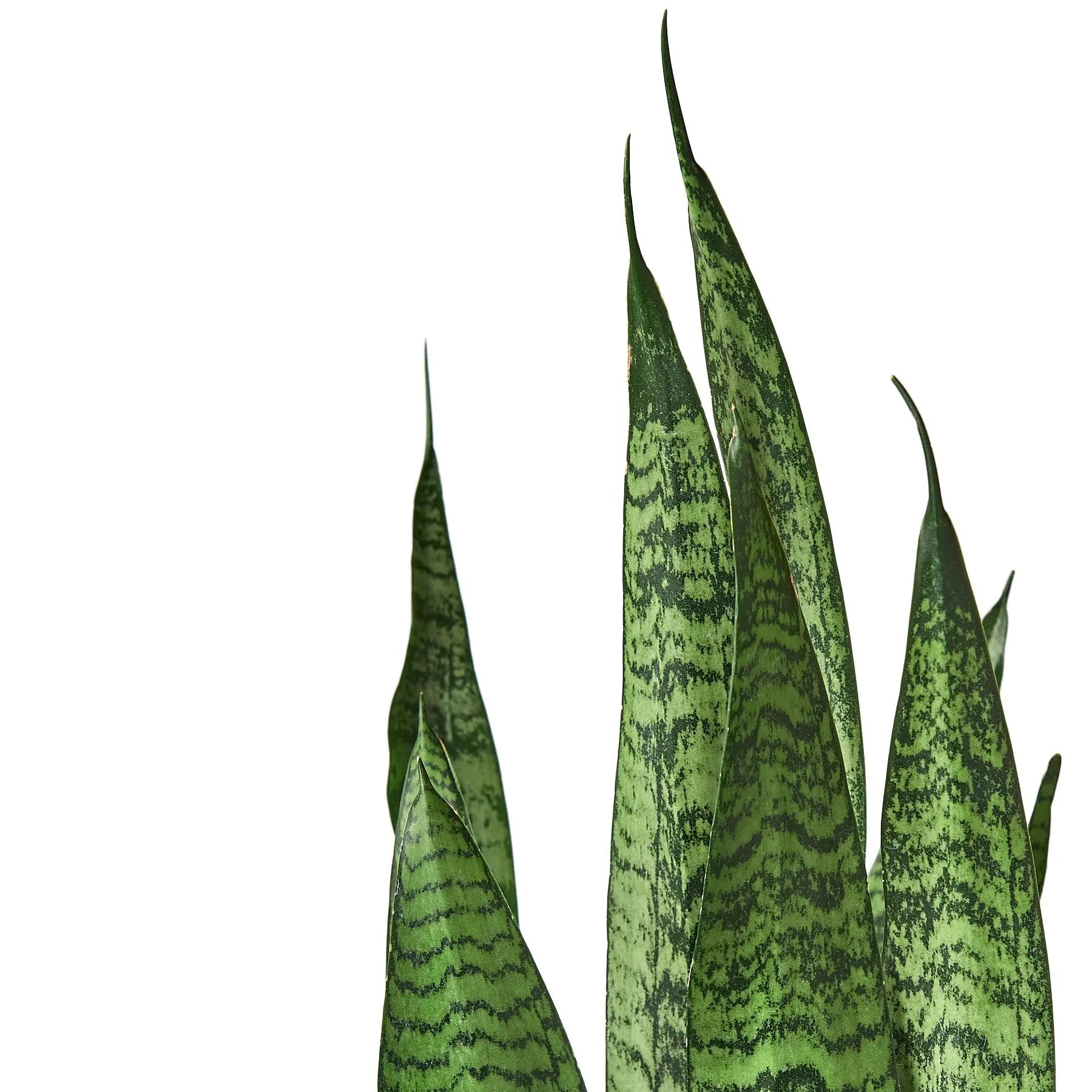 Snake Plant Sansevieria Combo Snake Plant Sansevieria Combo (2-Plants) HouseplantExperience.com