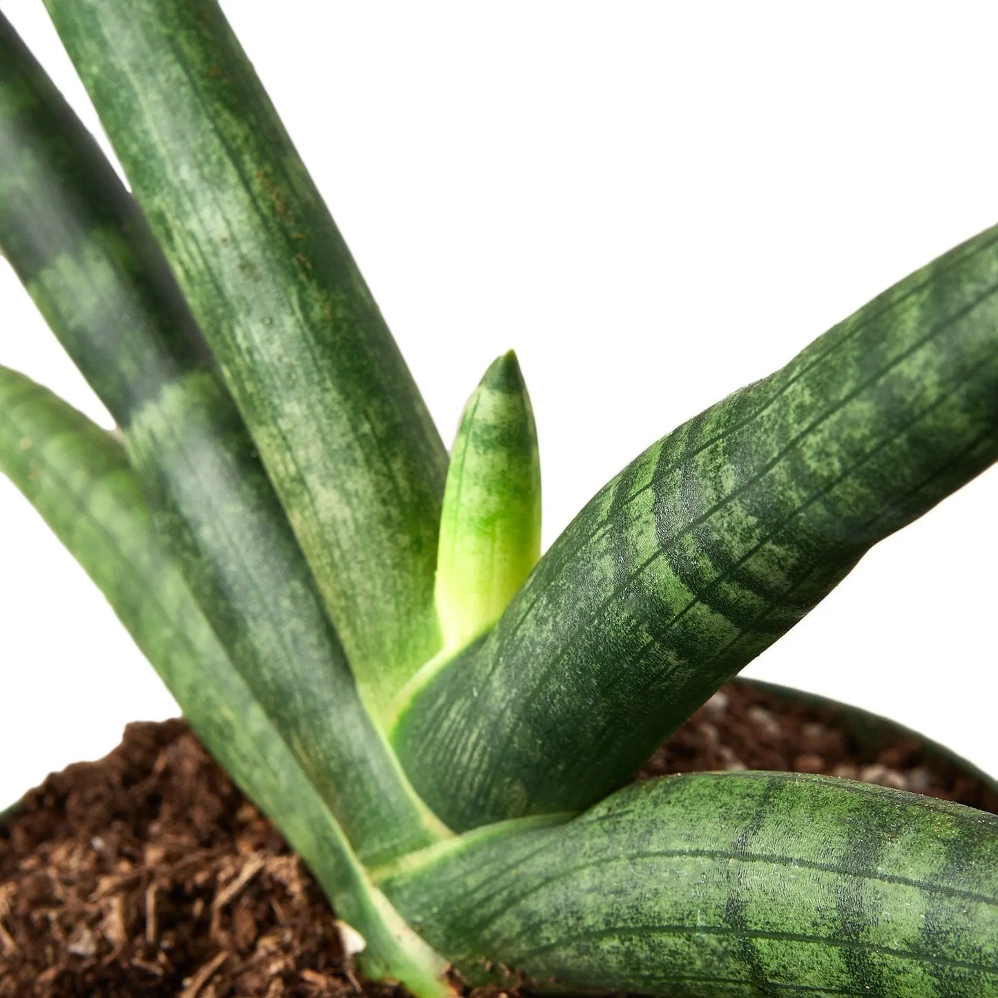 Snake Plant Starfish Snake Plant Starfish HouseplantExperience.com