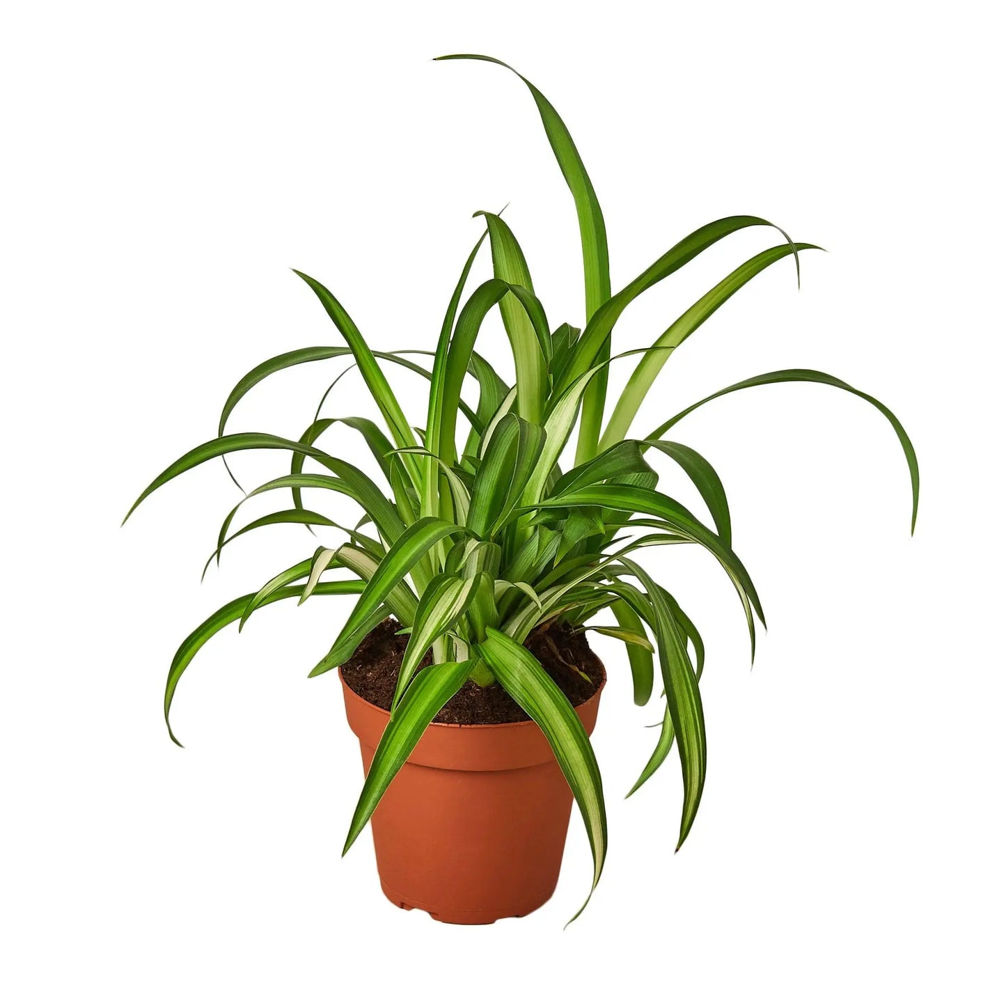 Spider Plant Hawaiian Spider Plant Hawaiian HouseplantExperience.com
