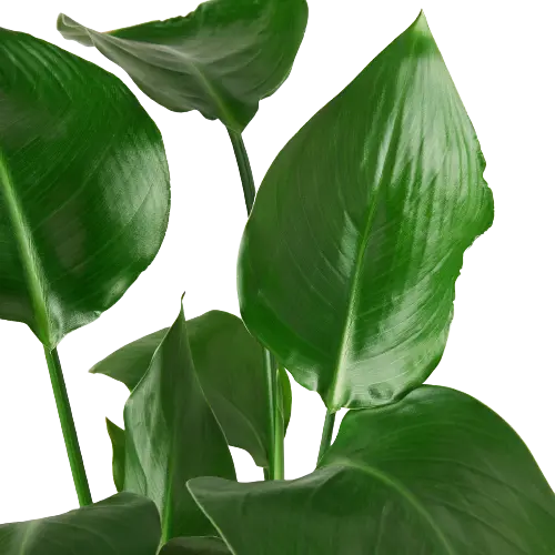Strelitzia Nicolai 'White Bird of Paradise' Strelitzia Nicolai 'White Bird of Paradise' HouseplantExperience.com
