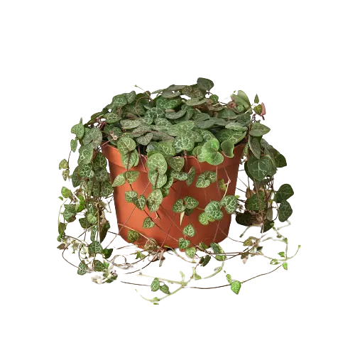 Succulent 'String of Hearts' Succulent 'String of Hearts' HouseplantExperience.com