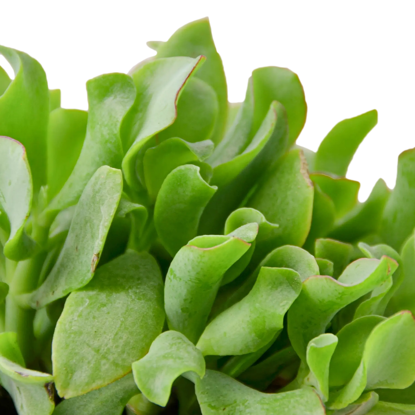 Succulent Crassula Jade Ripple Succulent Crassula Jade Ripple HouseplantExperience.com