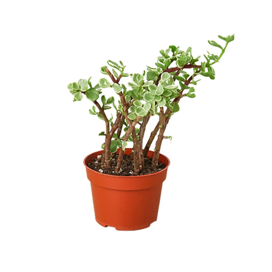 Succulent Portulacaria Rainbow Elephant Bush Succulent Portulacaria Rainbow Elephant Bush HouseplantExperience.com