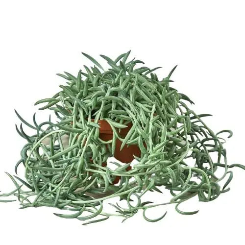 Succulent Senecio 'Fish Hooks' HouseplantExperience.com