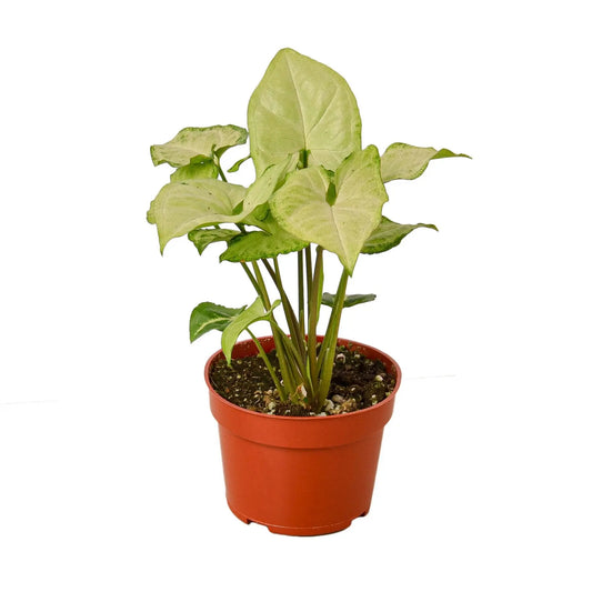 Syngonium White Butterfly Syngonium White Butterfly HouseplantExperience.com