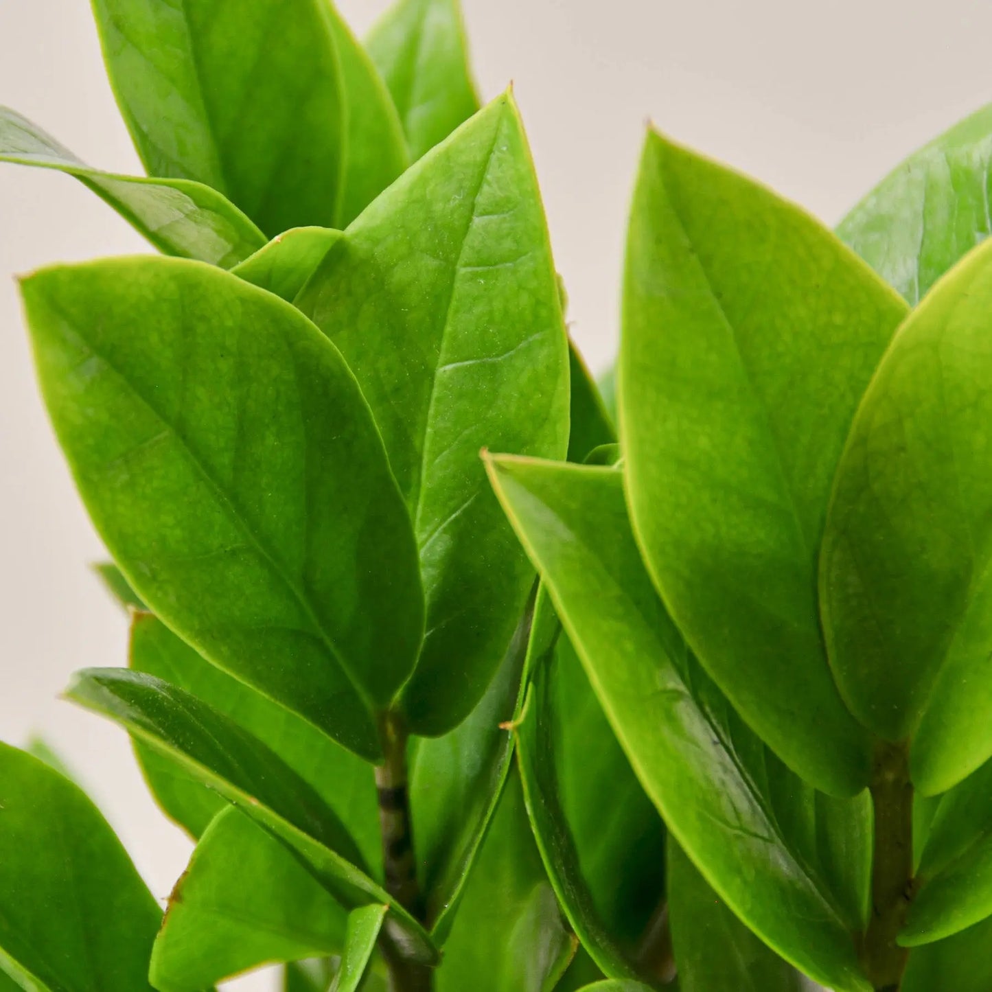 Zamioculcas Zamiifolia-ZZ Plant Zamioculcas Zamiifolia-ZZ Plant - (10 inch Pot) HouseplantExperience.com