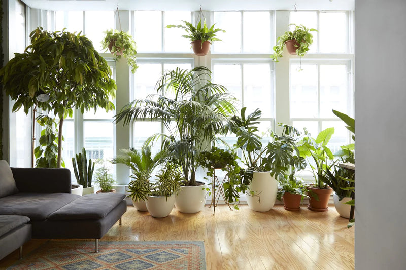 Never Underestimate the Power of Houseplants HouseplantExperience.com
