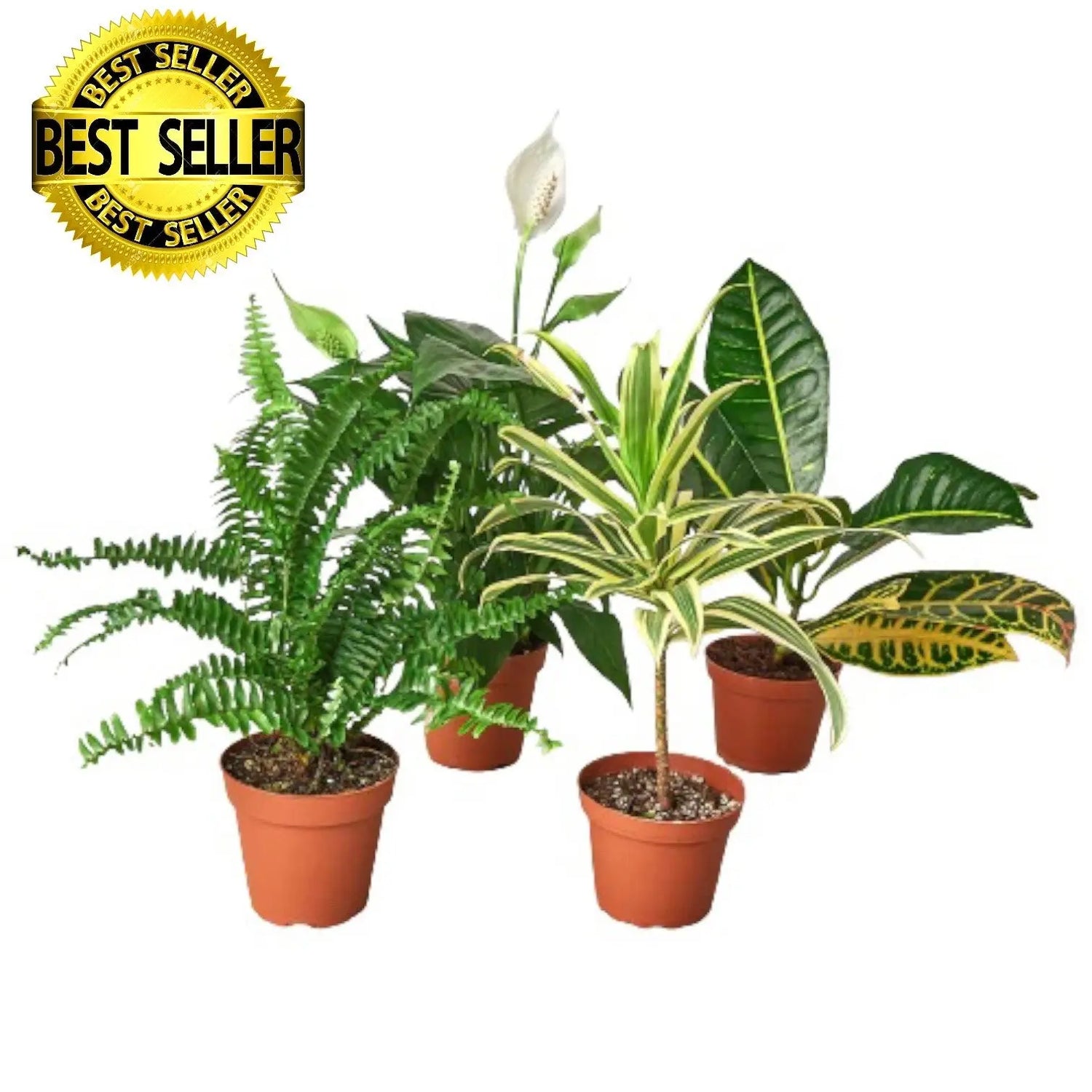 * Easy Care Plant Combo HouseplantExperience.com