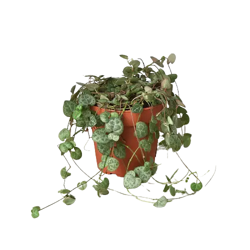 * Plants that are Easy to Care for HouseplantExperience.com