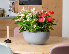 Anthurium HouseplantExperience.com