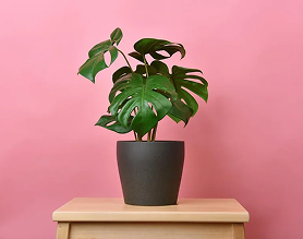 Monstera HouseplantExperience.com