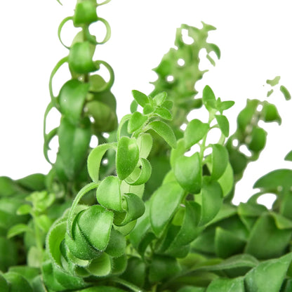 Lipstick Plant - Curly