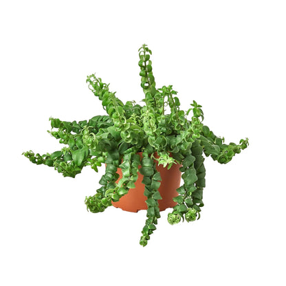 Lipstick Plant - Curly