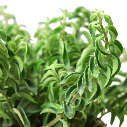 Lipstick Plant - Curly