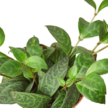 Lipstick Plant - Black Pagoda