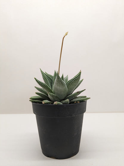 Succulent Haworthia Miami