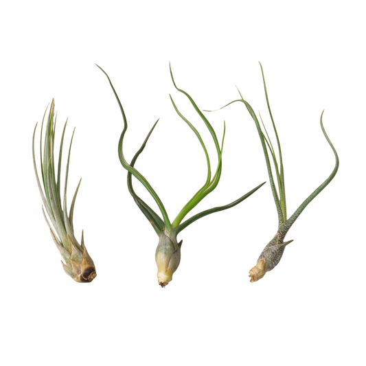 Monthly Air Plant Subscription Box