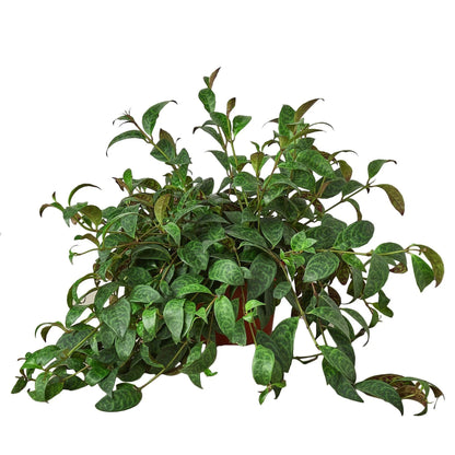 Lipstick Plant - Black Pagoda