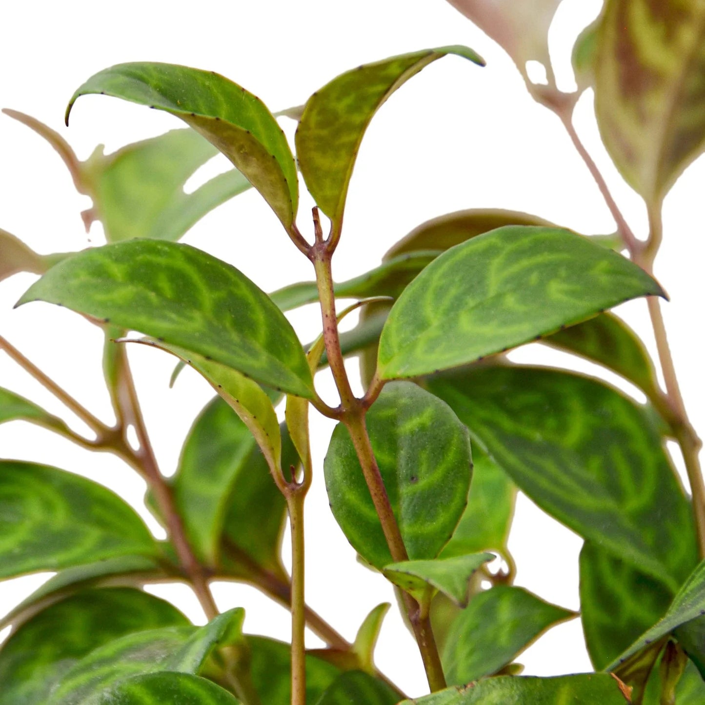Lipstick Plant - Black Pagoda