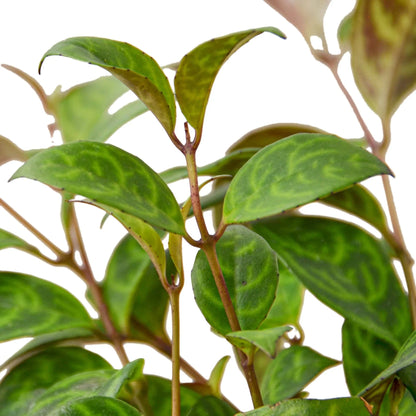 Lipstick Plant - Black Pagoda