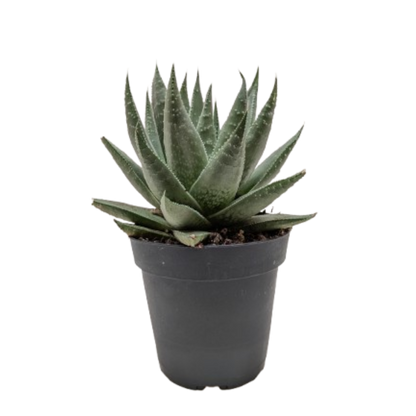 Succulent Haworthia Savanna