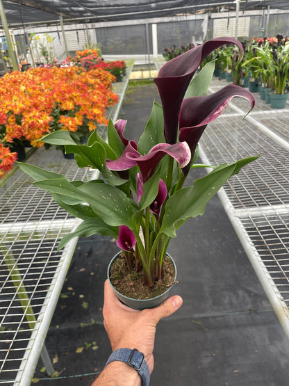 Calla Lily