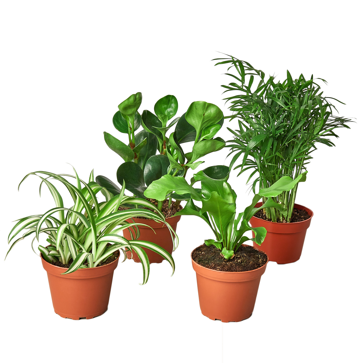 Pet Friendly Variety Bundle (Repotted)