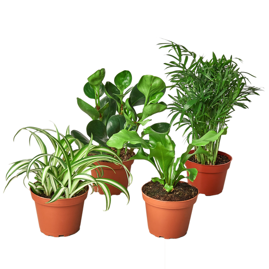 Pet Friendly Variety Bundle (Repotted)